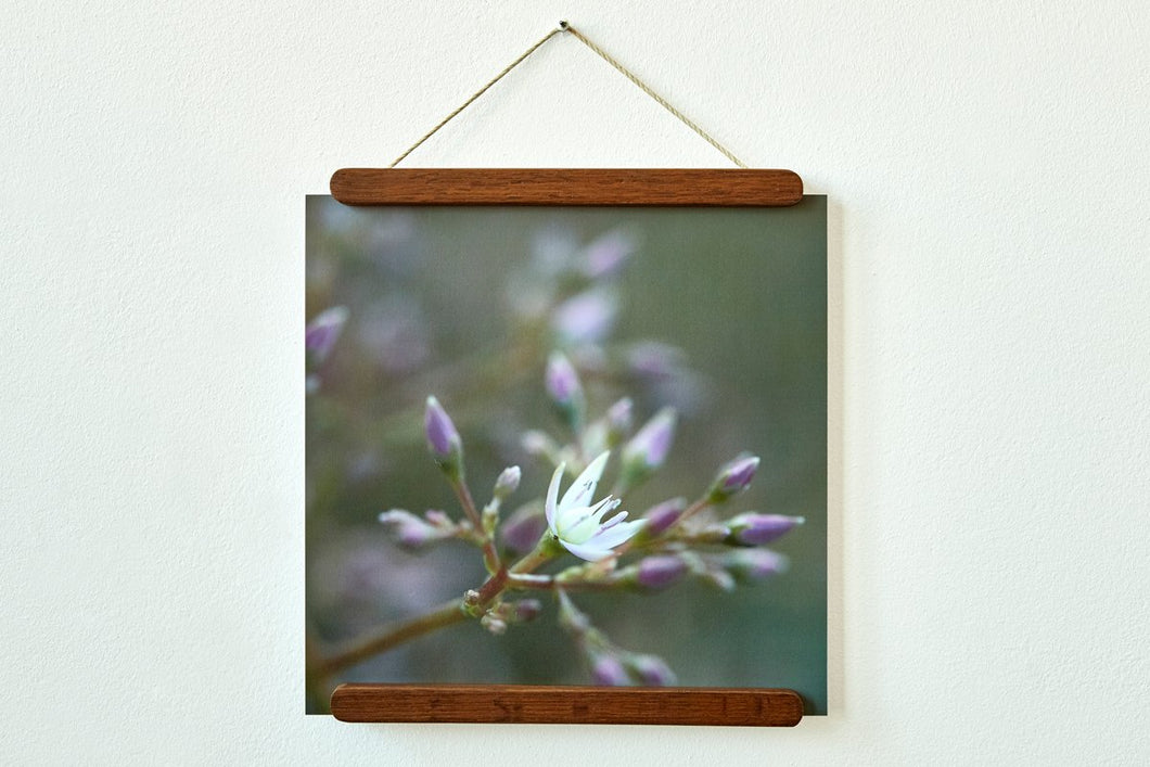 Burnt Oak Magnet Frames