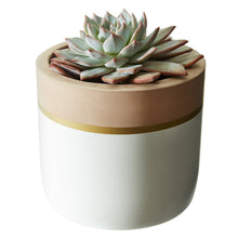 Light Pink Pot