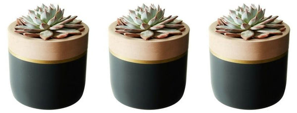 Blush Trim Collection - Set of 3 Dark Pots