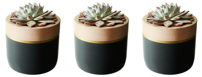 Blush Trim Collection - Set of 3 Dark Pots