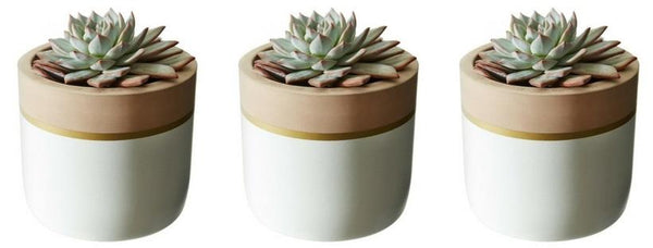 Blush Trim Collection - Set of 3 White Pots