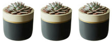 Natural Trim Collection - Set of 3 Dark Pots